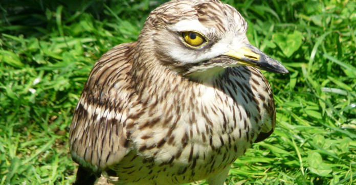 Immobilier : un programme de construction gelé par... un couple d'oiseau